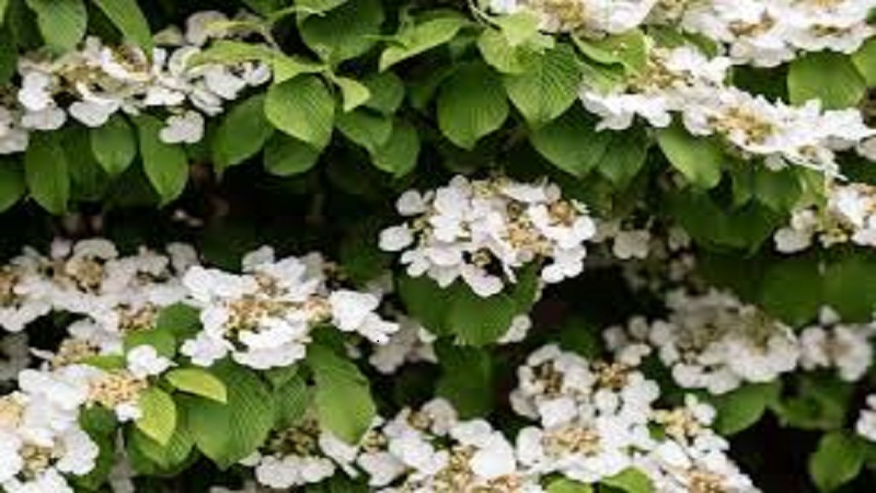 climbing hydrangea problems