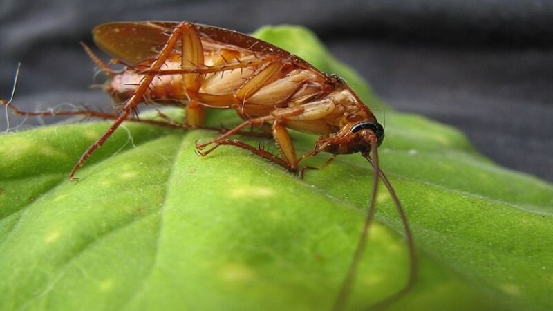 Top 10 Signs You Have a Pest Infestation