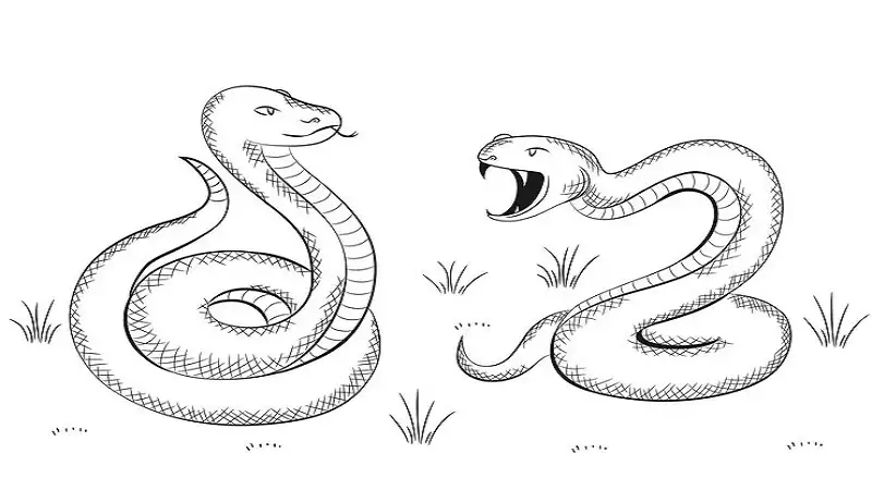 Drawing: gu3p2vijuhq= Snake: Step-by-Step Snake Drawing Guide